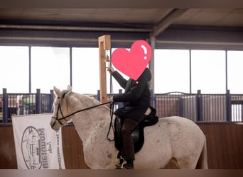 Andalou, Jument, 8 Ans, 155 cm, Gris