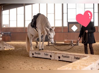 Andalou, Jument, 8 Ans, 155 cm, Gris