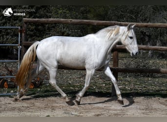 Andalou, Jument, 8 Ans, 156 cm, Blanc