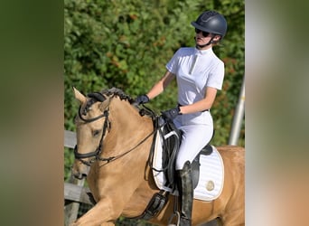 Andalou Croisé, Jument, 8 Ans, 156 cm, Buckskin