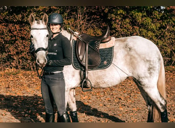 Andalou Croisé, Jument, 8 Ans, 156 cm, Gris