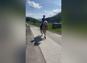Andalou, Jument, 8 Ans, 157 cm, Palomino