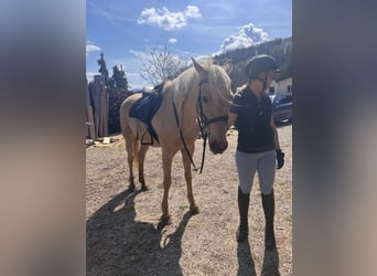 Andalou, Jument, 8 Ans, 157 cm, Palomino