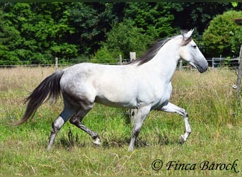 Andalou, Jument, 8 Ans, 159 cm, Gris