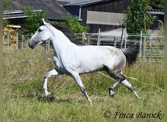 Andalou, Jument, 8 Ans, 159 cm, Gris