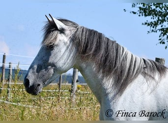 Andalou, Jument, 8 Ans, 159 cm, Gris