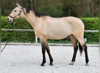 Andalou, Jument, 8 Ans, 163 cm, Isabelle