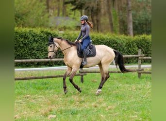 Andalou, Jument, 8 Ans, 163 cm, Isabelle