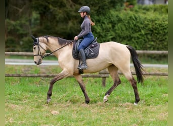 Andalou, Jument, 8 Ans, 163 cm, Isabelle