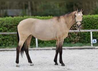 Andalou, Jument, 8 Ans, 163 cm, Isabelle