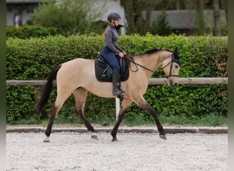 Andalou, Jument, 8 Ans, 163 cm, Isabelle