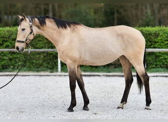Andalou, Jument, 8 Ans, 163 cm, Isabelle