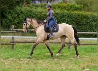 Andalou, Jument, 8 Ans, 163 cm, Isabelle