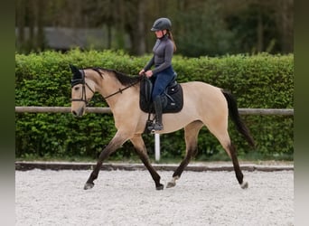 Andalou, Jument, 8 Ans, 163 cm, Isabelle