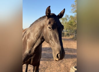 Andalou, Jument, 8 Ans, 170 cm, Noir