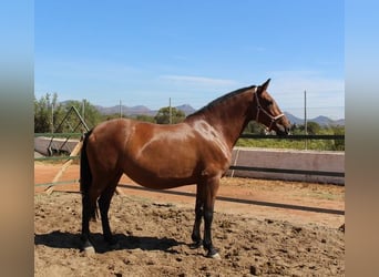 Andalou, Jument, 8 Ans, Bai cerise