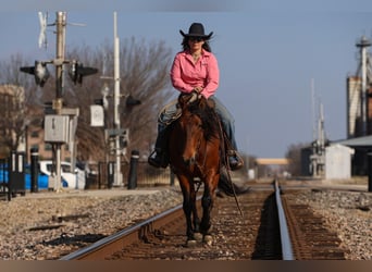 Andalou Croisé, Jument, 9 Ans, 147 cm, Bai cerise