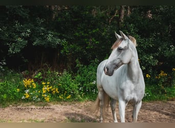 Andalou Croisé, Jument, 9 Ans, 153 cm, Perle