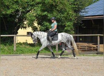 Andalou, Jument, 9 Ans, 157 cm, Gris pommelé