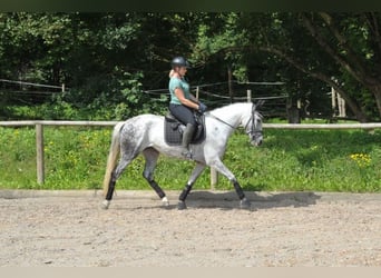 Andalou, Jument, 9 Ans, 157 cm, Gris pommelé