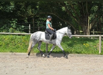 Andalou, Jument, 9 Ans, 157 cm, Gris pommelé