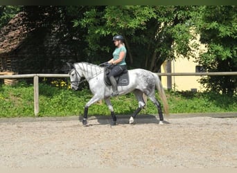 Andalou, Jument, 9 Ans, 157 cm, Gris pommelé