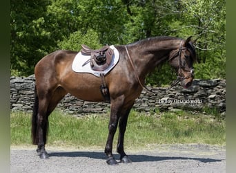 Andalou, Jument, 9 Ans, 165 cm, Bai cerise