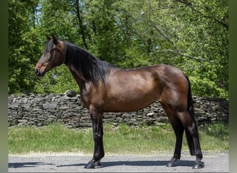 Andalou, Jument, 9 Ans, 165 cm, Bai cerise