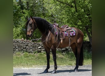 Andalou, Jument, 9 Ans, 165 cm, Bai cerise