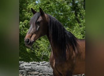 Andalou, Jument, 9 Ans, 165 cm, Bai cerise