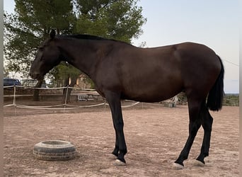 Andalou, Jument, 9 Ans, 170 cm, Noir