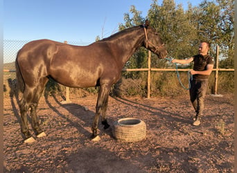 Andalou, Jument, 9 Ans, 170 cm, Noir