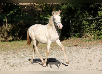 Andalou, Jument, Poulain (03/2023), 156 cm, Cremello