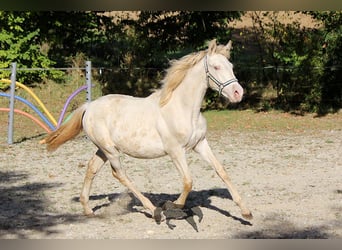 Andalou, Jument, Poulain (03/2023), 156 cm, Cremello