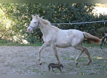 Andalou, Jument, Poulain (03/2023), 156 cm, Cremello