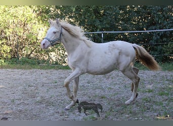Andalou, Jument, Poulain (03/2023), 156 cm, Cremello