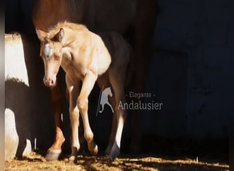 Andalou, Jument, Poulain (04/2026), 160 cm, Perle