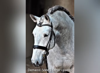 Andalou, Jument, Poulain (06/2023), Gris