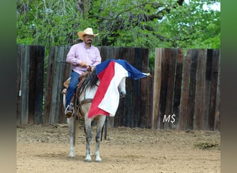 Andaluces, Caballo castrado, 10 años, 147 cm, Tordo