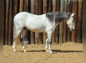 Andaluces, Caballo castrado, 10 años, 147 cm, Tordo