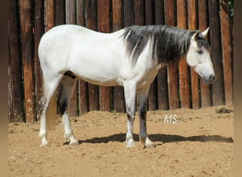 Andaluces, Caballo castrado, 10 años, 147 cm, Tordo