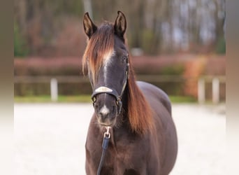 Andaluces, Caballo castrado, 10 años, 150 cm, Castaño oscuro