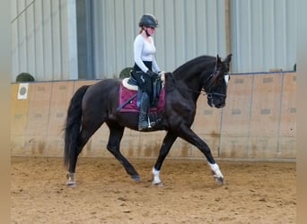 Andaluces, Caballo castrado, 10 años, 150 cm, Castaño oscuro