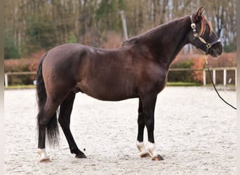 Andaluces, Caballo castrado, 10 años, 150 cm, Castaño oscuro