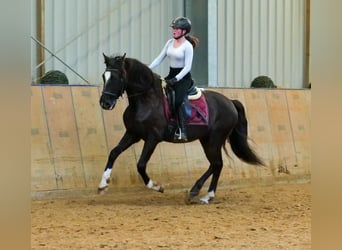 Andaluces, Caballo castrado, 10 años, 150 cm, Castaño oscuro