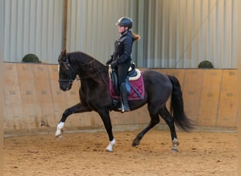 Andaluces, Caballo castrado, 10 años, 150 cm, Castaño oscuro