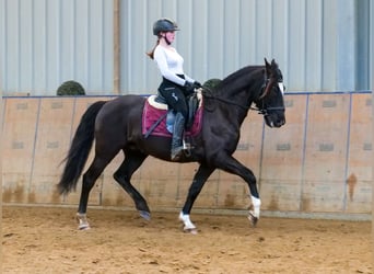 Andaluces, Caballo castrado, 10 años, 150 cm, Castaño oscuro