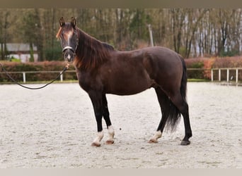 Andaluces, Caballo castrado, 10 años, 150 cm, Castaño oscuro