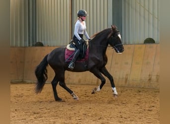 Andaluces, Caballo castrado, 10 años, 150 cm, Castaño oscuro