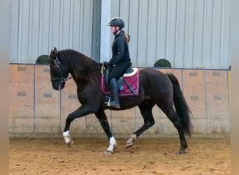 Andaluces, Caballo castrado, 10 años, 150 cm, Castaño oscuro